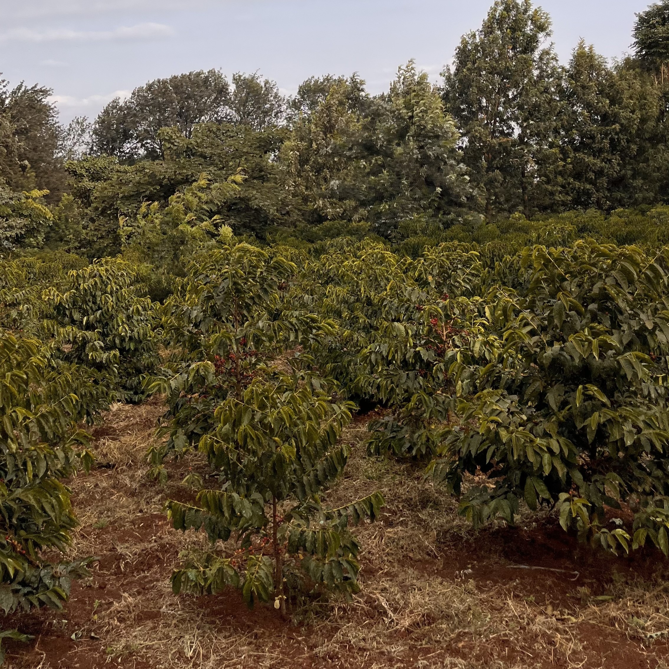 灼熱のアフリカ Tanzania Acacia Hills Kent AB Honey(25/26年クロップ) | ORIGIN